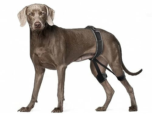 Verstellbare Kniescheibenbandage für Hunde, bequeme Kniestütze zur Linderung von Gelenkschmerzen, geeignet für kleine, mittelgroße und große Hunde (S)
