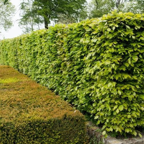 25 Fagus sylvatica 60-80cm im Topf – Rotbuche Heckenpflanze | Dicht & schnittverträglich | Ganzjähriger Sichtschutz, robust & winterhart | Hecke | Rotbuchen
