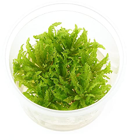 USCAPE Pogostemon helferi - Kleiner Wasserstern in vitro 5,5cm Bechergröße - in vitro Wasserpflanzen für Aquarien