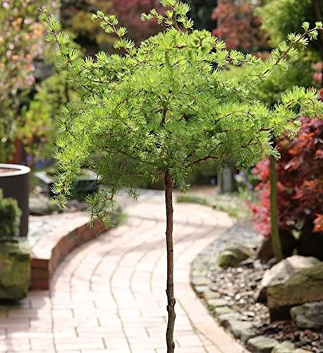 Hochstamm Japanische Korkenzieher Lärche Diana 40-60cm - Larix kaempferi - lebende Gartenpflanze aus den Baumschulen