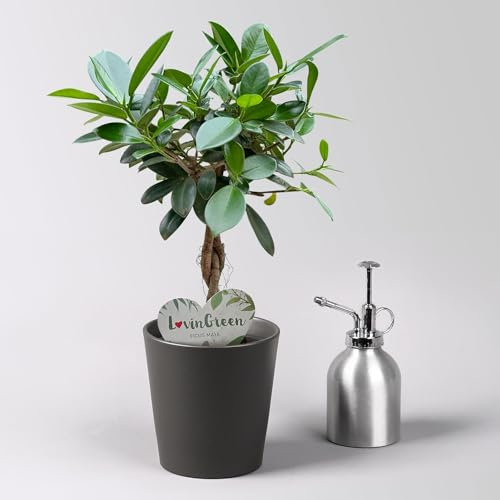 Pflanzen Kölle Chinesische Feige 'Maya' in Keramiktopf anthrazit, Topf-Ø 12 cm, Höhe ca. 40 cm