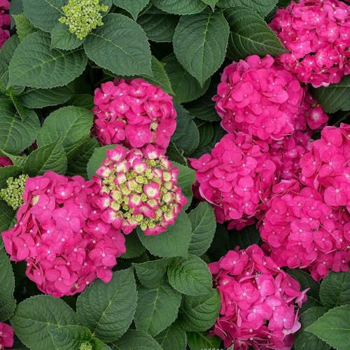 Hydrangea Macrophylla 'Endless Summer Summer Love' – Compact Hydrangea with Long-Lasting Raspberry to Purple Blooms - 1x 35 Litre Potted Plant by Thompson & Morgan
