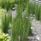 semi di equiseto invernale - semi di erbe aromatiche vasi per piante equiseto invernale piante resistenti da balcone erbe ornamentali resistenti piante resistenti in vaso piante da 120pcs