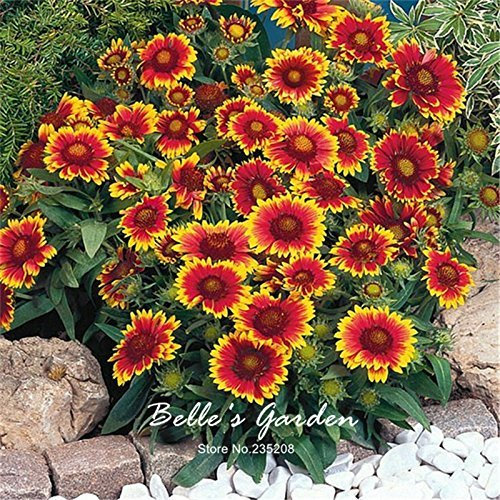 50pcs Gaillardia aristata Semillas Semillas hermosas macetas de flor casero de los bonsais de la planta al aire libre del jardín de bricolaje