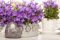 Campanula portenschlagiana ca. 9x9 cm Topf - Dalmatiner-Glockenblume, violette Blüten, Blütezeit Mai-September, ideal für Steingärten, pflegeleicht und winterhart