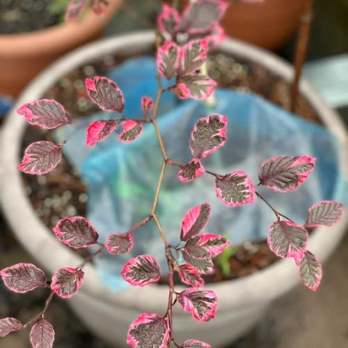rotbuche heckenpflanzen samen bäume kaufen, zimmerbonsai bonsai rotbuche baum samen exotische pflanzen winterhart zimmerpflanzen echt samen grünpflanzen, gartendeko für draußen 70pcs