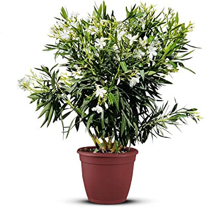 Tropictrees Nerium Oleander Pflanzen Winterhart mit weißen Blüten, 120–140 cm Höhe, Winterharte Pflanzen für Garten, hitze- und trockenheitsresistenter Strauch