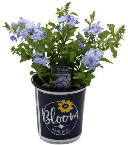 Jazmín Azul Natural Planta de Exterior de Fácil Mantenimiento con Flores Celestes