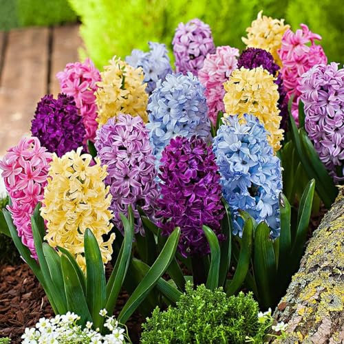 Giacinto Bulbi, Giacinto Plant Live, Giacinto Resistente Al Freddo Giacinto Rizoma Giacinto Plant Live Large Giacinto Giacinto Perenne Giacinto Impianto Giacinto Tubero-2Bulbi-C