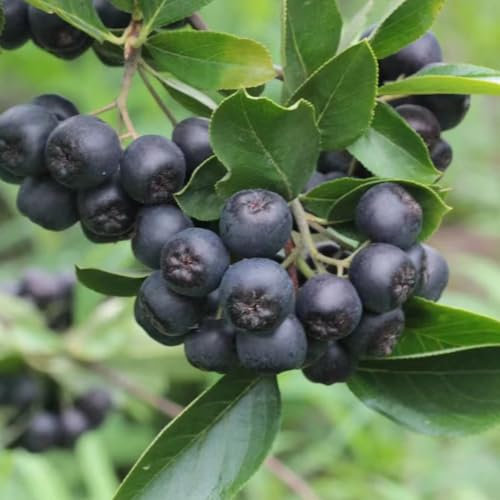 50 pcs Aronia baum samen - bonsai samen obst Aronia melanocarpa, pflanztopf obstbaum bio saatgut exotische pflanzen winterhart obst frisch hochbeet saatgut bonsai baum säulenobstbäume