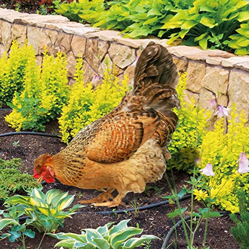 NOZEM Acryl Huhn Gartenstecker 2D Garten Dekoration Outdoor Gartendekoration eingefügt Lustiges Hühner Ornament Doppelseitiger Druck Gartenfiguren Osterdeko (B, One Size)