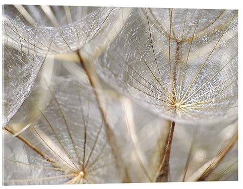 Posterlounge Pusteblume natur Acrylglasbild von Julia Delgado 18 x 13 cm Wandbilder Wanddeko