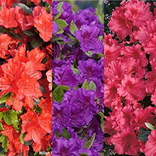 3 x Azalea Plants Including Geisha Orange - Purple - Red - 9cm Pots Ready to Plant
