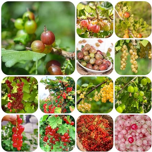 plantas de grosella - semillas plantas perennes resistentes de jardín Grosella semillas árboles frutales interior árbol frutal árboles frutales columnares árboles camas elevadas para 180pcs