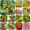 plantas de grosella - semillas plantas perennes resistentes de jardín Grosella semillas árboles frutales interior árbol frutal árboles frutales columnares árboles camas elevadas para 180pcs
