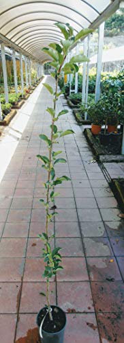 Pianta di mele Albero melo Delizia bianca - Imballaggio speciale protettivo