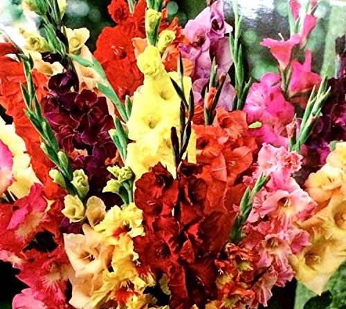 Jumbo (10 Pack) Pastel Mixed Gladiolus Bulbs, Perennializing Gladiolus Flower Bulbs