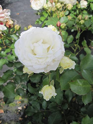 Rosa Schneeküsschen ® - Beetrose Schneeküsschen ® - Kordes Rose - Lilliputs ®