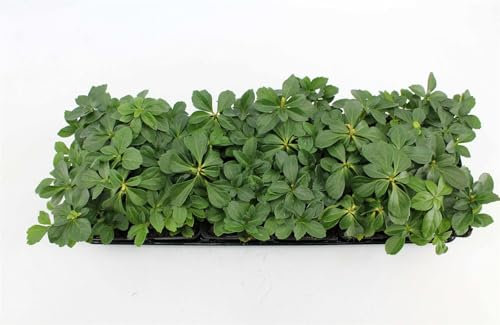 Pachysandra terminalis Dickmännchen immergrüner Bodendecker im Topf gewachsen (10 Stück)