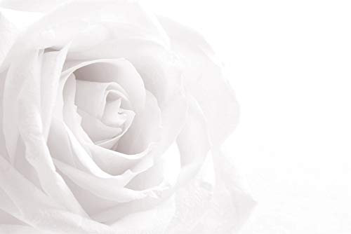 Muralo Vinyl Struktur FOTOTAPETE Wohnzimmer weiße Rose 3D Natur Tapete Wandtapeten 180 x 120 Wohnzimmer Schlafzimmer Moderne Wandbilder XXL Wand Dekoration Br.180xHö.120