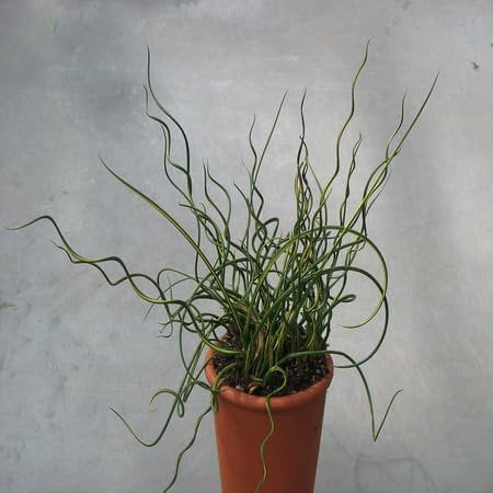 100pcs Fresh Corkscrew Rush Plant Seeds