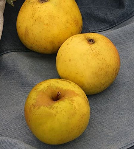 Apfelbaum Jeverraner Süßapfel 60-80cm - säuerlich und trocken