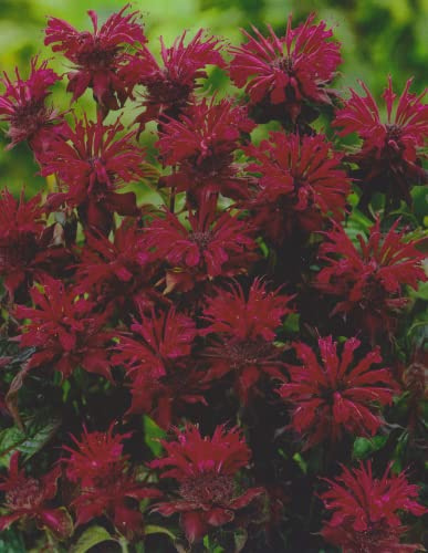 Indianernessel Monarda Cambridge Scarlet duftend 1 Wurzelstück Staude Winterhart