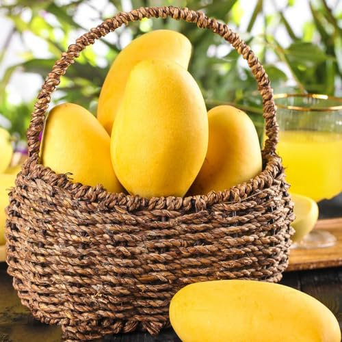 10 Pcs Mango Samen, Mango Baum Samen, Säulenobstbäume, Bio Saatgut Mangobaum Kaufen Samen - Mangifera Indica - Seltene Pflanzen, Deko Wohnzimmer Zimmerpflanzen, Obstbäume Kaufen Bonsai