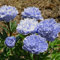 Großblumige Pfingstrosen, mehrjährige, kältebeständige Blumenzwiebeln, leuchtende Blüten, verschiedene Sorten, ausgezeichnete dekorative Wirkung-5 zwiebeln-E