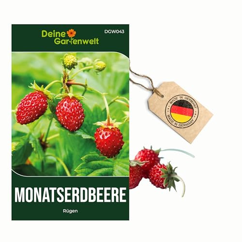 Monatserdbeeren Rügen Samen - Fragaria vesca - Erdbeersamen - Obstsamen - Saatgut für 100 Pflanzen – 5er Pack
