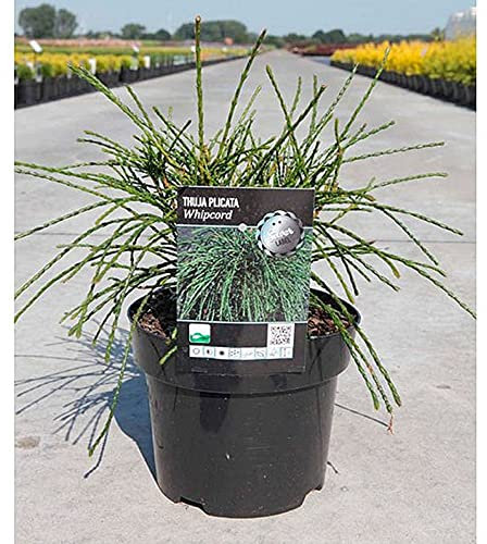 Thuja plicata 'Whipcord', Arborvitae, Western Red Cedar, Conifer, Evergreen, Dwarf, Hardy Tree, AGM Winner, Ideal for Patio, Alpine & Rockery, Low Maintenance, 1 x 3-Litre Potted Plant by Suttons