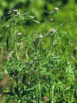 Cress Curled (Pepper Grass) Lepidium sativum 2,000 Seeds