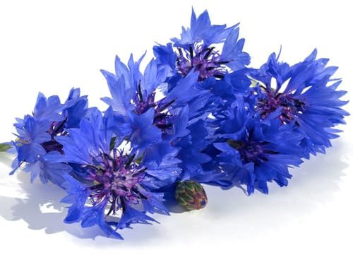 100 pcs kornblumen samen bodendecker winterhart mehrjährig kornblumen samen mehrjährig winterhart balkonpflanzen winterhart hochbeete für garten pflanztöpfe zimmerpflanzen blumenwiese