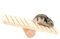 Gofeibao Haustier Wippe Hamster Spielzeug Premium QualitäT Holz Hamster rutschfeste Wippe Teeterboard EichhöRnchen Spielzeug Haustier ZubehöR