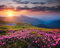 adrium Poster-Bild 50 x 40 cm: Der magische Rhododendron blüht im Frühling. Standort Karpaten-Nationalpark, Ukraine, Europa. Tolles Bild der wilden Gegend.(119432802)