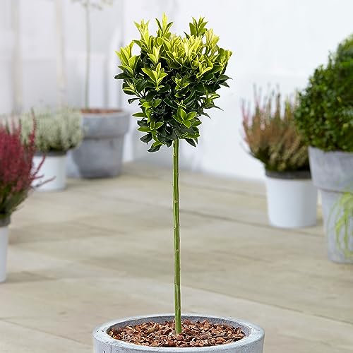 Gardener's Dream Euonymus Paloma Blanca Tree - Immergrüne Zierbäume für Garten, Balkon oder Terrassenpflanzen, winterhart, 70-80 cm (inkl. Topf)