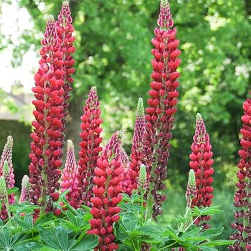6 x Lupine 'My Castle' - Lupinus 'My Castle' Topf 9x9cm: Rote Blütenrispen, kompakt, für sonnige Standorte.