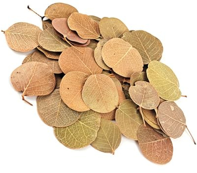JUYAXIN Hojas de plantas biodegradables para decoración de peceras que crean un ambiente natural en terrarios subacuáticos, accesorios para peceras