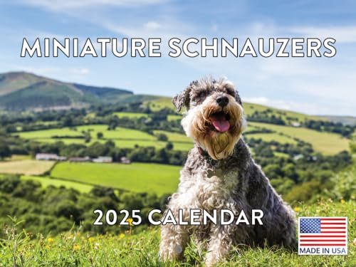 Zwergschnauzer Kalender 2024 Wandkalender