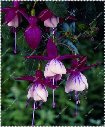 50 pcs/Bag Fuchsia Seeds, Fuchsia, Bonsai Hanging Seeds, Potted Lantern Begonia Seeds for Home Garden: Only Seeds