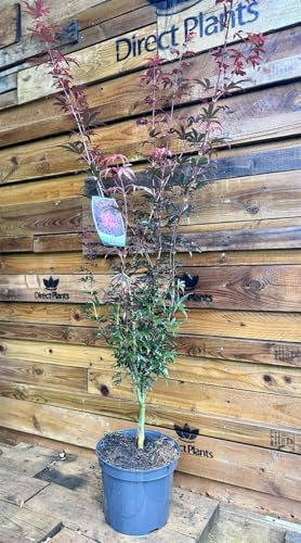 Direct Plants Acer Palmatum Skeeters Broom Large Japanese Maple Tree 120cm in 7.5 Litre Pot