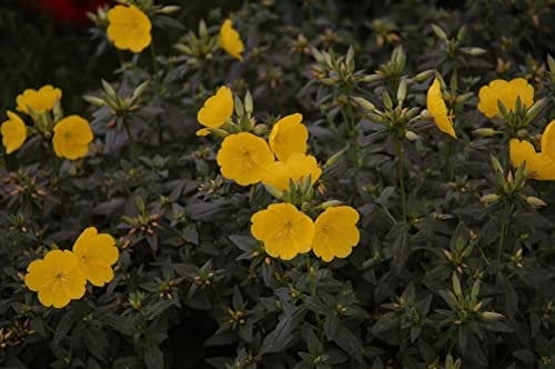 Oenothera tetragona 'Hohes Licht' ca. 9x9 cm Topf - Nachtkerze, leuchtend gelbe Blüten, Blütezeit Juni-August, ideal für Rabatten, pflegeleicht, bienenfreundlich