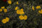Oenothera tetragona 'Hohes Licht' ca. 9x9 cm Topf - Nachtkerze, leuchtend gelbe Blüten, Blütezeit Juni-August, ideal für Rabatten, pflegeleicht, bienenfreundlich