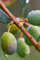 Pianta di Ulivo Albero di Olivo Età 2 anni Pianta da esterno di Ulivo o Olea Europea Pianta vera da mangiare di Ulivo o Olivo venduta da eGarden.store (Nocellara Messinese)