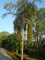 Gigante Fischschwanzpalme 15 Semi - urens Caryota - Toddy
