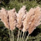 GOALS 20 Pcs Fluffy Pampas Grass 80 cm Tall Brown Dry Boho Room Decor Natural Pampa Bouquet Wedding Fall Home Decoration (Brown, 80 CM)