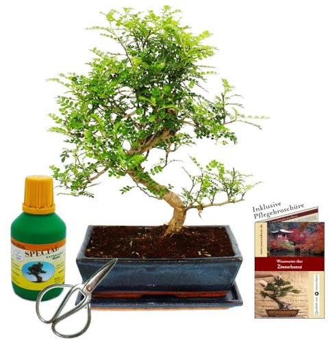 Bonsai - Zanthoxylum piperitum - ca. 12-15 Jahre - 30cm Schale - Geschenkset mit Dünger und Schere