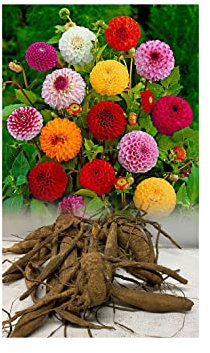 10 Mixed Pom Pom Dahlia/Tubers/Bulbs, Mixed Colours, Garden Summer Flowering Excellent Offer : - by GARTHWAITE NURSERIES® : - UK Stockist