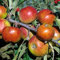 Balkonobst Apfel Cox orange Kleinobst Terrassenobst Apfelbaum 80-120 cm Lieferhöhe |malus domestica cox orange | Befruchter Elstar, Golden Del., Goldparmäne, Ingrid Marie, Klarapfel