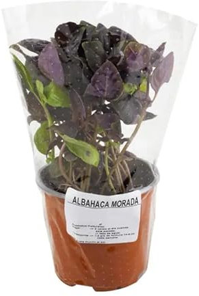 Albahaca Morada Natural Planta Aromática y Culinaria para Interior y Jardín